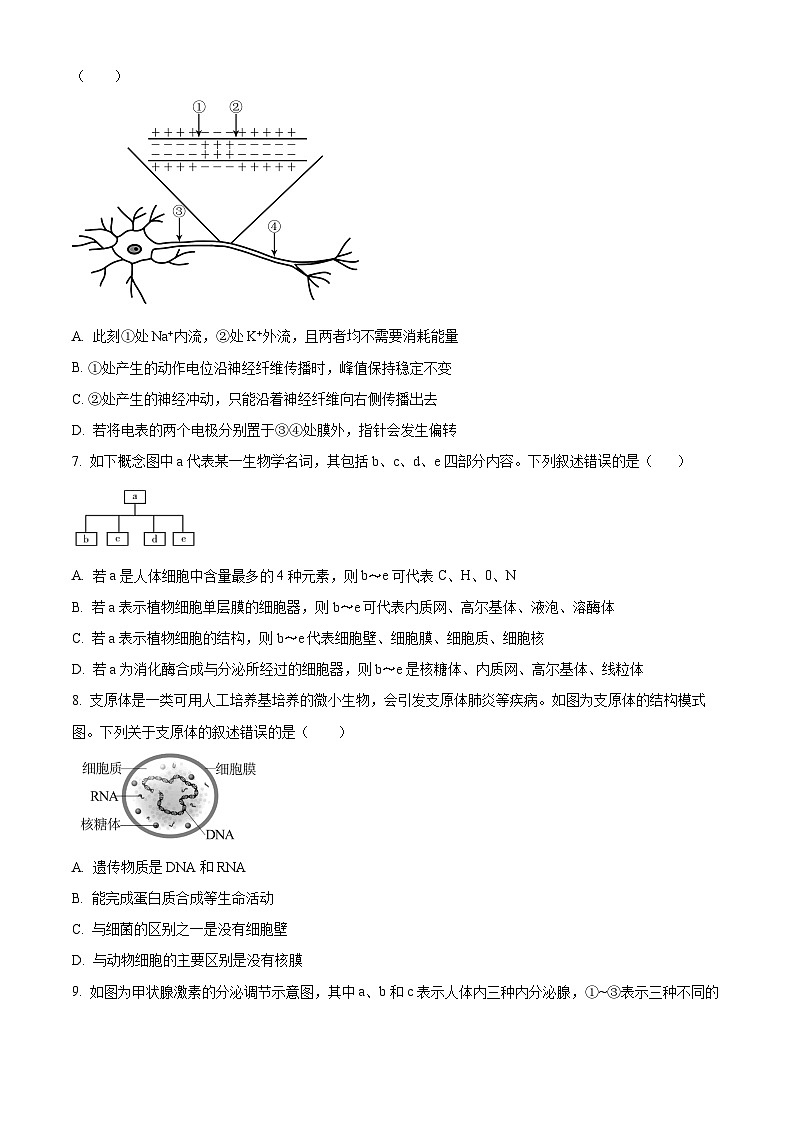 浙江省宁波五校联盟2024-2025学年高二上学期期中联考生物试卷 Word版无答案第2页