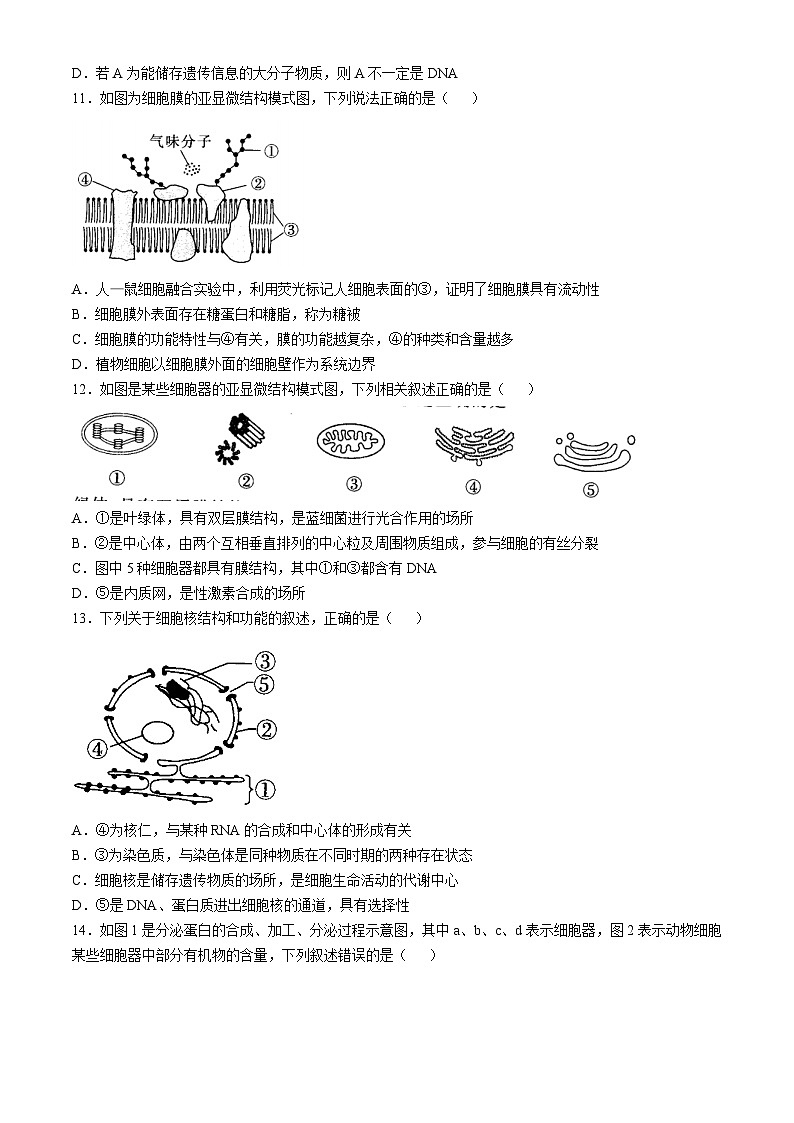 山西省朔州市怀仁市第一中学校2024-2025学年高一上学期11月期中考试生物试题第3页