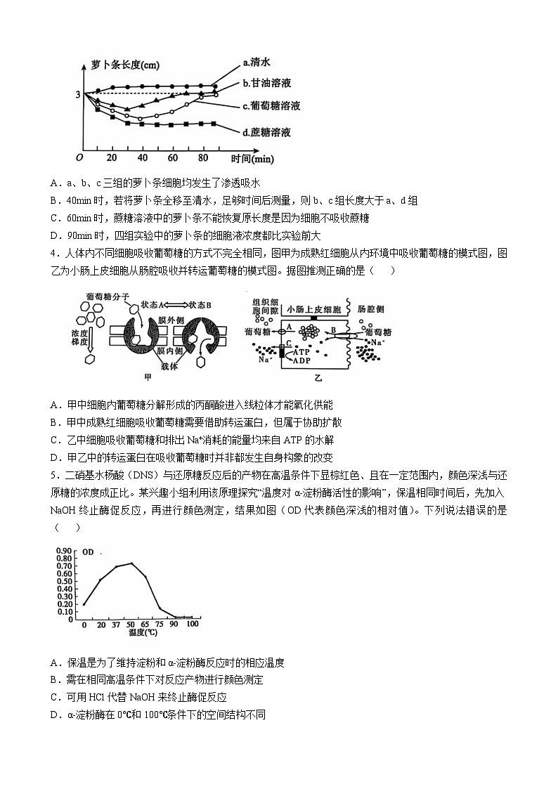 山东省泰安市2024-2025学年高三上学期11月期中考试生物试题第2页