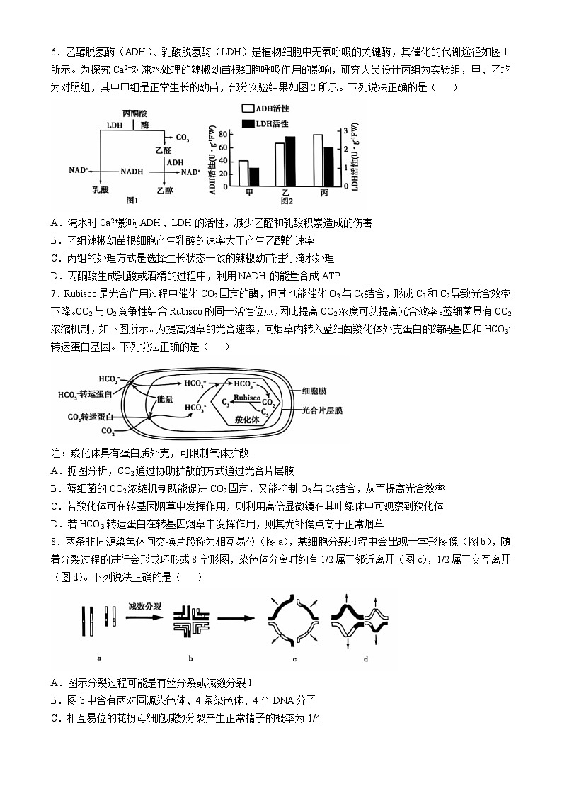 山东省泰安市2024-2025学年高三上学期11月期中考试生物试题第3页