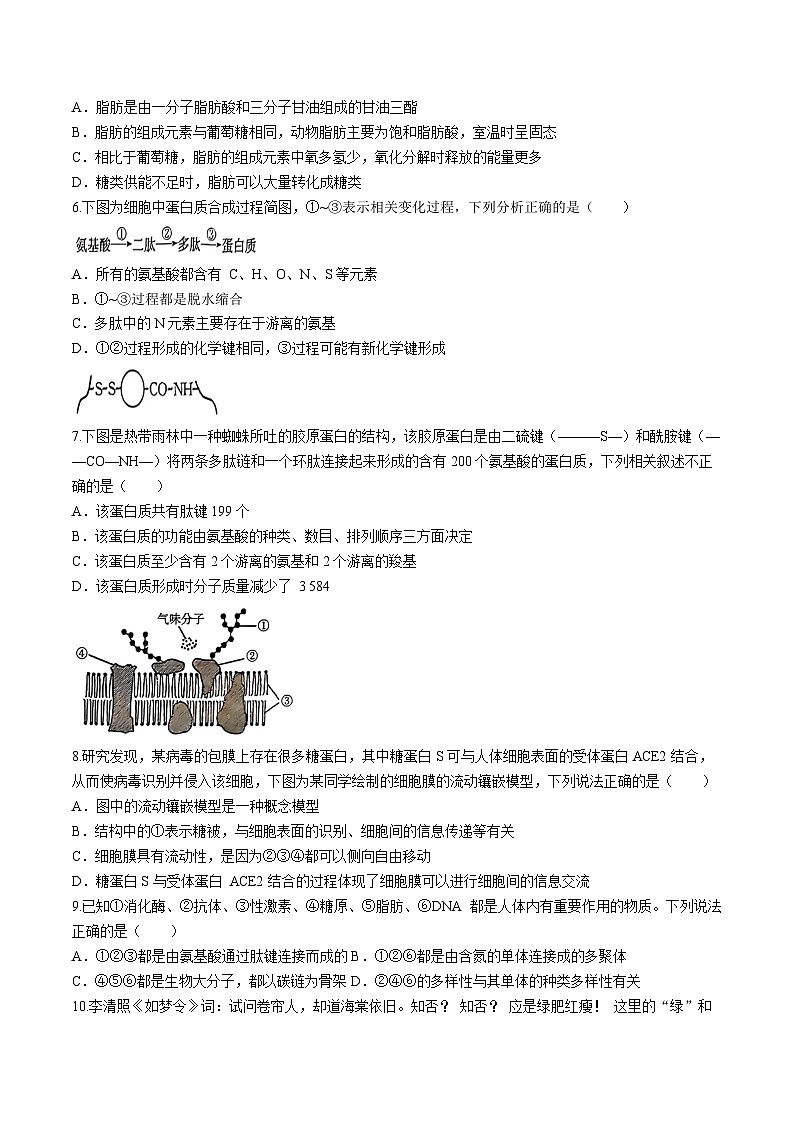 河北省沧州市沧县中学2024-2025学年高一上学期11月期中考试生物试题第2页