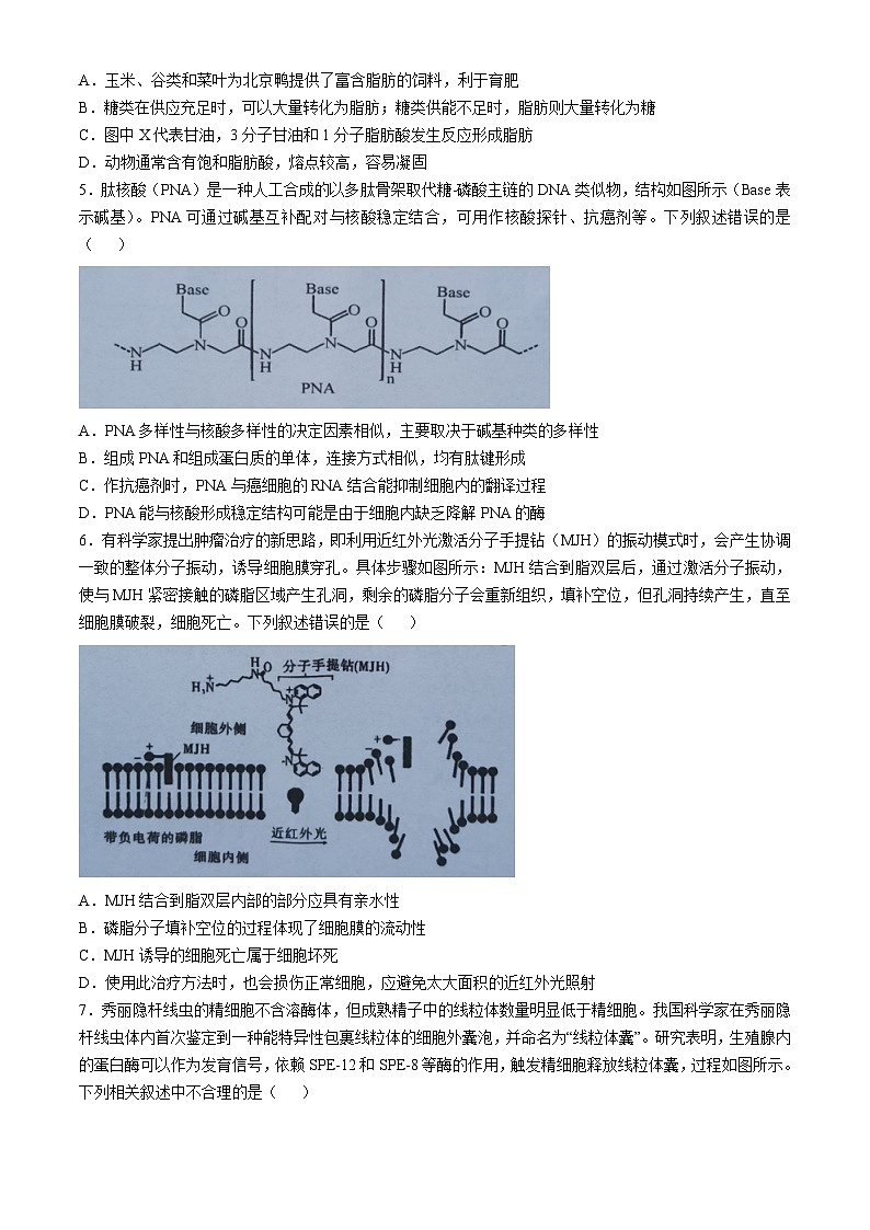 湖北省2024-2025学年高三上学期期中考试生物试卷（Word版附答案）第2页