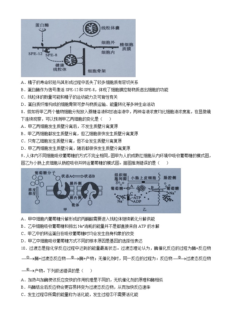 湖北省2024-2025学年高三上学期期中考试生物试卷（Word版附答案）第3页