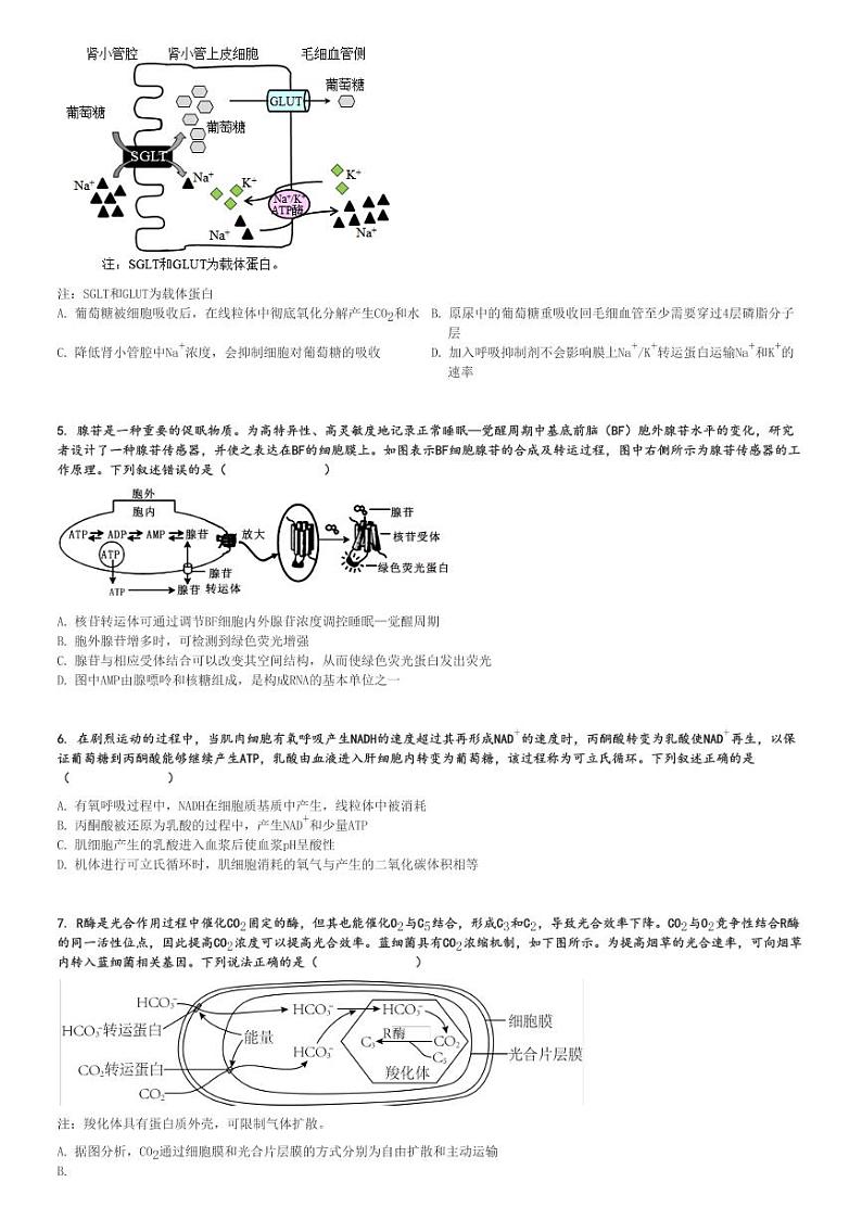 2024～2025学年11月重庆北碚区西南大学附属中学校高三(上)月考生物试卷(阶段性检测)[原题+解析]02