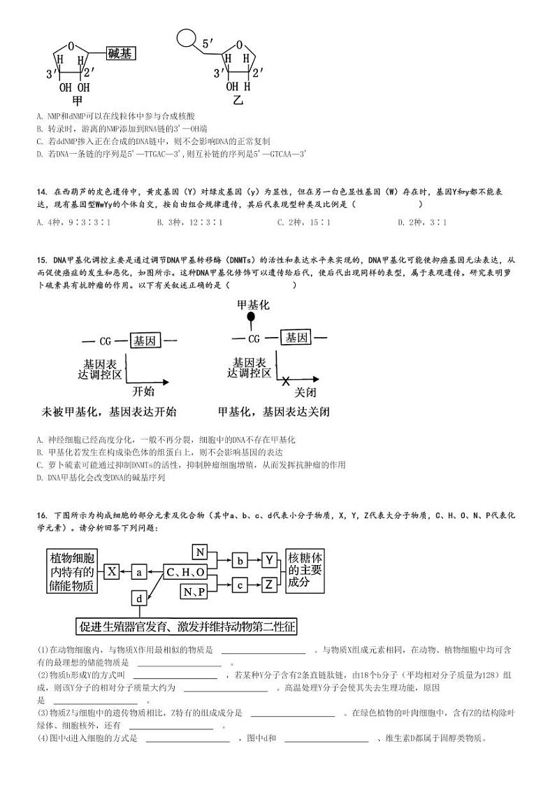 2024～2025学年11月四川雅安高三(上)月考生物试卷(“零诊”)[原题+解析]第3页