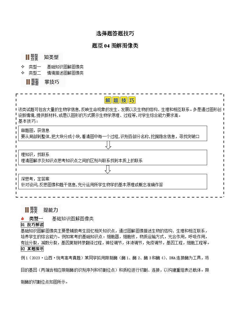 【高考生物】答题技巧与模板构建：题型04 图解图像类（选择题2大类型解题技巧）（原卷版）第1页