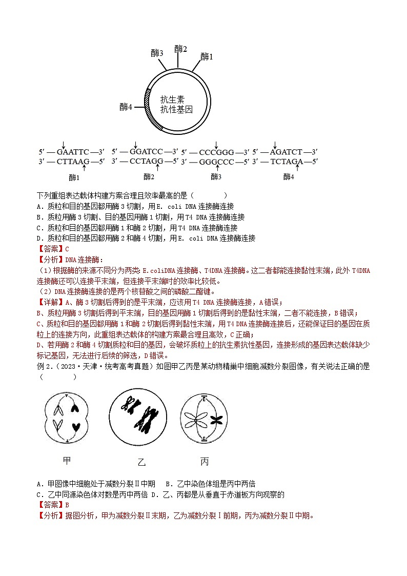 【高考生物】答题技巧与模板构建：题型04 图解图像类（选择题2大类型解题技巧）（解析版）第2页