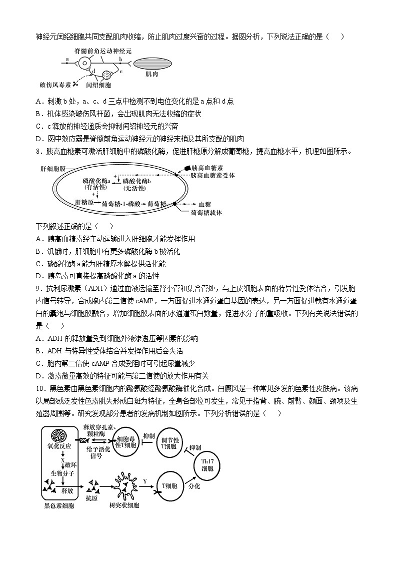 2025长沙师大附中高二上学期11月期中考试生物试卷含解析03