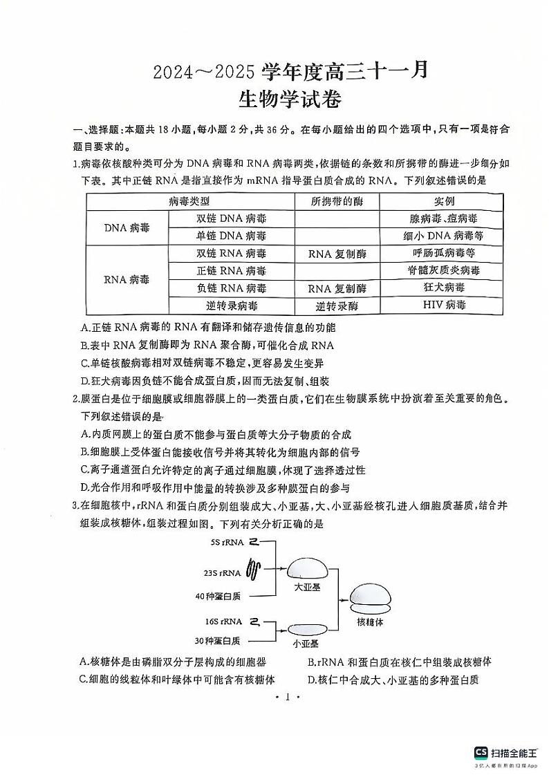 湖北省武汉市江岸区2024-2025学年高三上学期11月调考生物试卷第1页
