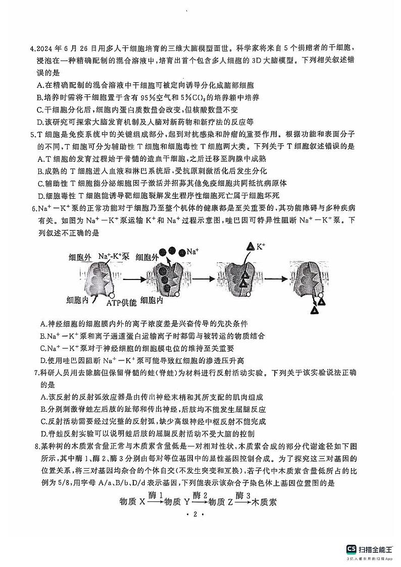 湖北省武汉市江岸区2024-2025学年高三上学期11月调考生物试卷第2页