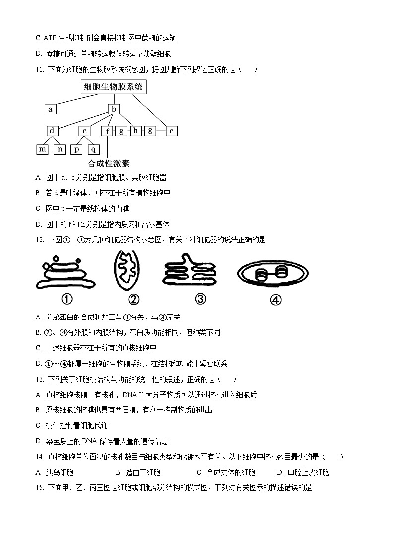 精品解析：甘肃省天水市第一中学2024-2025学年高一上学期11月期中生物试题（原卷版）第3页