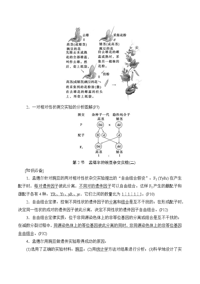 人教版（2019）高中生物必修2 遗传与进化 知识点考点复习提纲02
