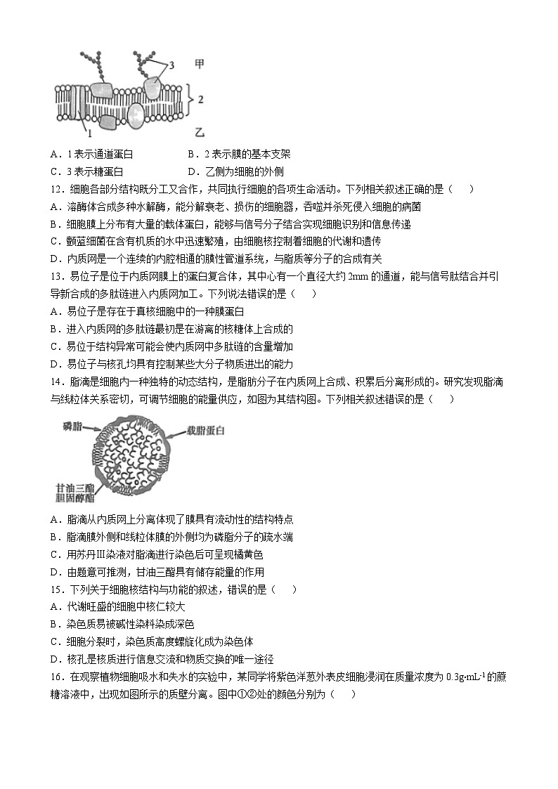 2025信阳罗山县高一上学期11月期中生物试题含解析第3页