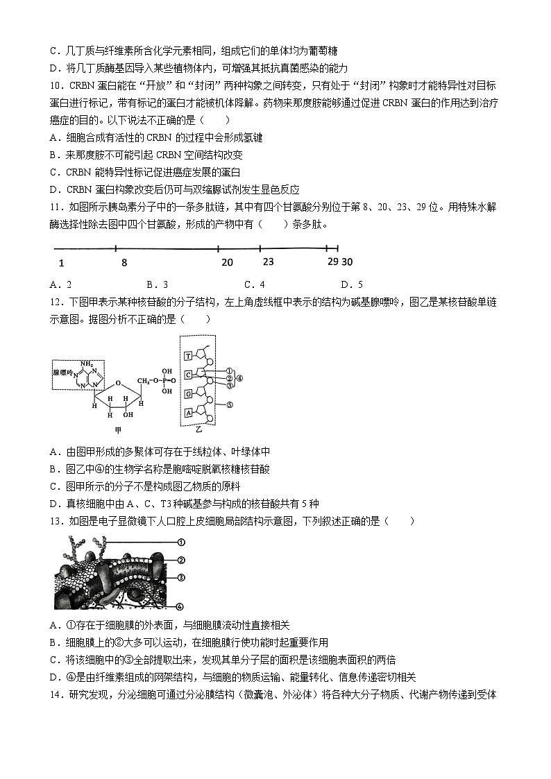 2025湖北省鄂东南省级示范高中教育教学改革联盟学校高一上学期期中联考生物试题含答案第3页
