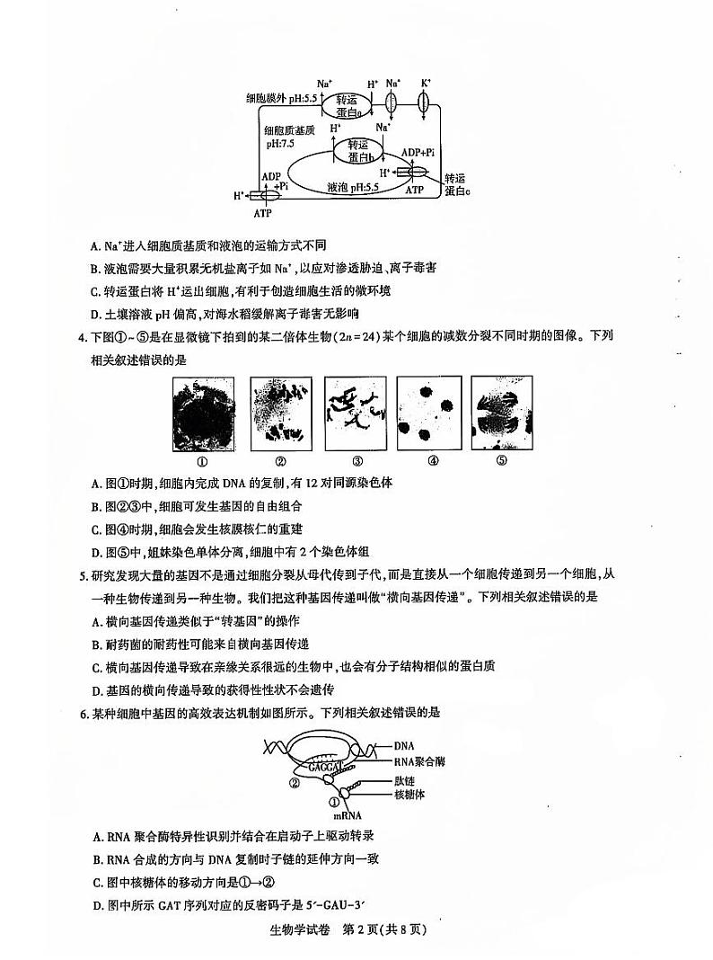 2025届湖北省名校圆创联盟高三上学期11月第二次月考-生物+答案第2页