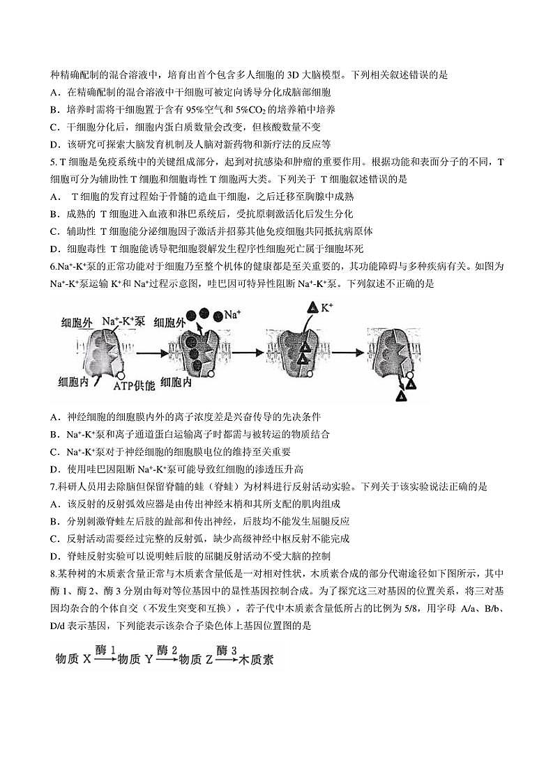 湖北省武汉市江岸区2024～2025学年高三(上)11月调考生物试卷(有答案)第2页