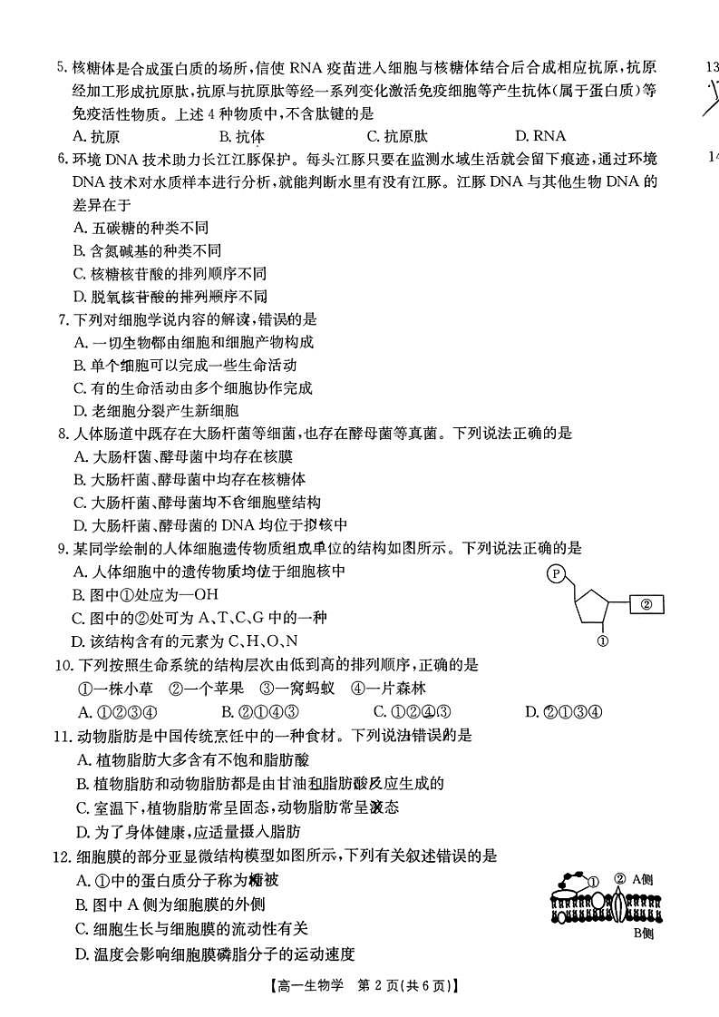 山西省临汾市尧都区临汾同盛高级中学有限公司2024～2025学年高一(上)期中生物试卷(含答案)第2页