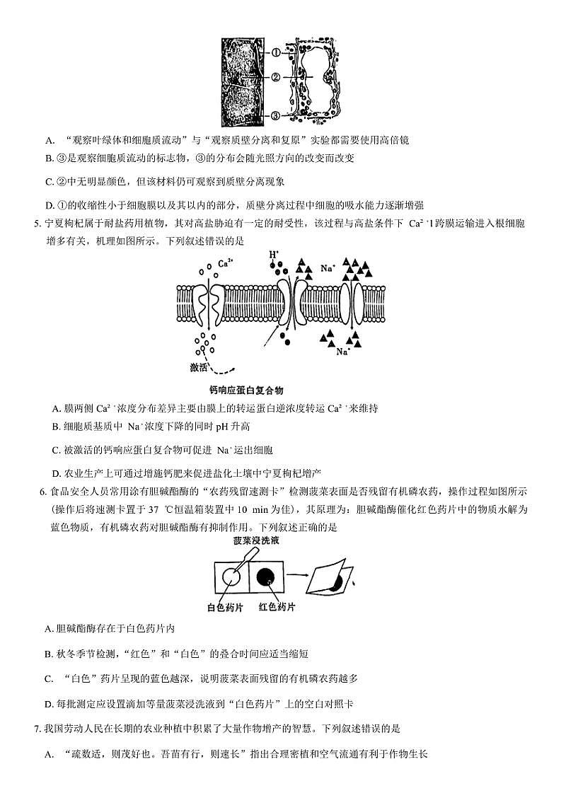 安徽省江淮十校2025届高三上第二次联考生物试卷(含答案)第2页