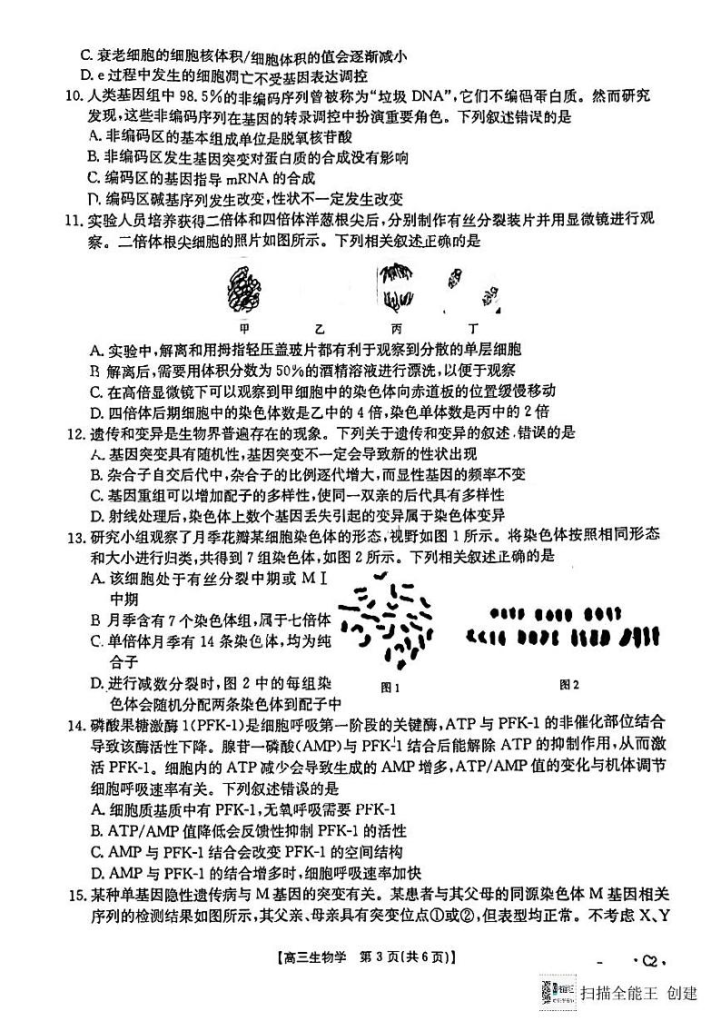 陕西省渭南市韩城市2024-2025学年高三上学期期中考试生物试题含答案第3页