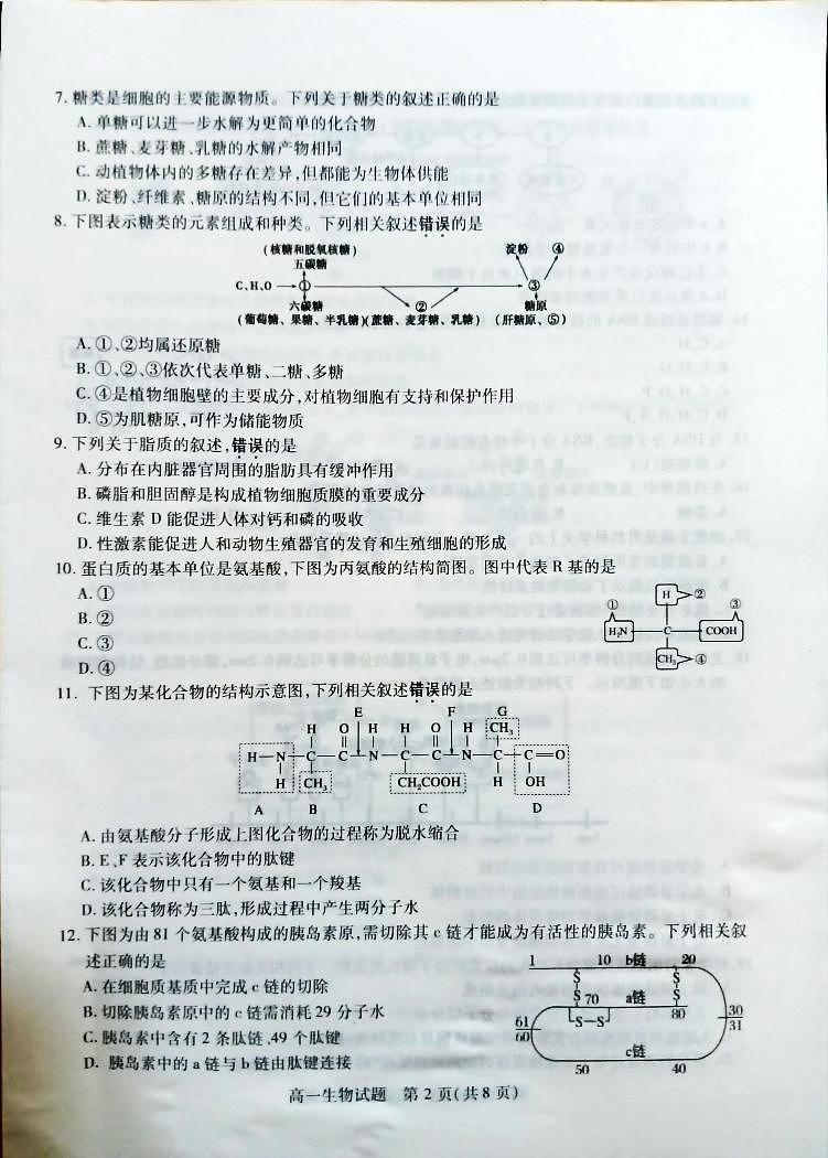 江苏省徐州市2024-2025学年高一上学期11月期中考试生物试题第2页