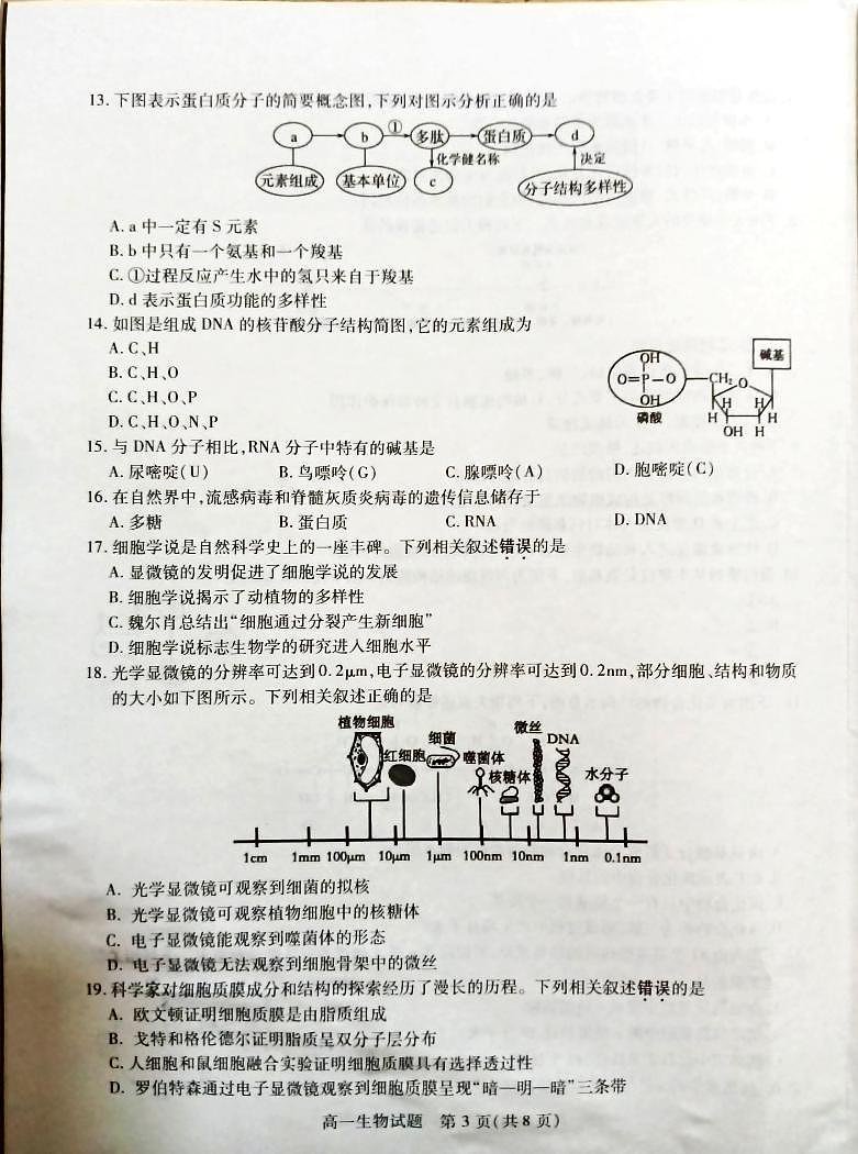 江苏省徐州市2024-2025学年高一上学期11月期中考试生物试题第3页