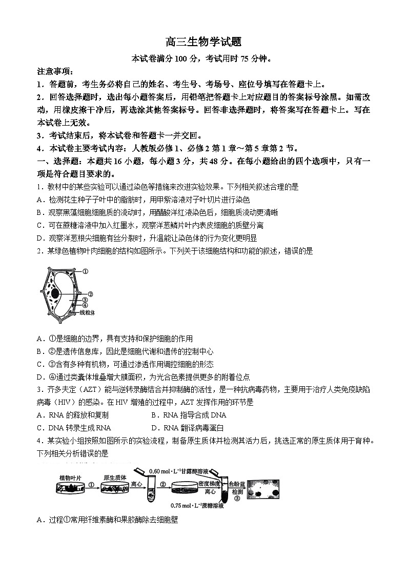 陕西省韩城市2024-2025学年高三上学期期中考试生物试题第1页