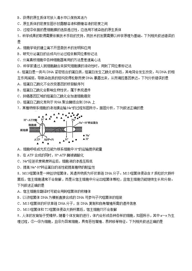 陕西省韩城市2024-2025学年高三上学期期中考试生物试题第2页