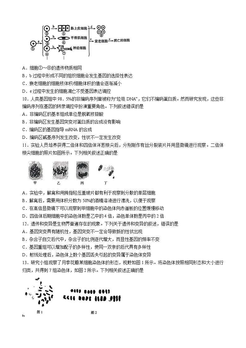 陕西省韩城市2024-2025学年高三上学期期中考试生物试题第3页