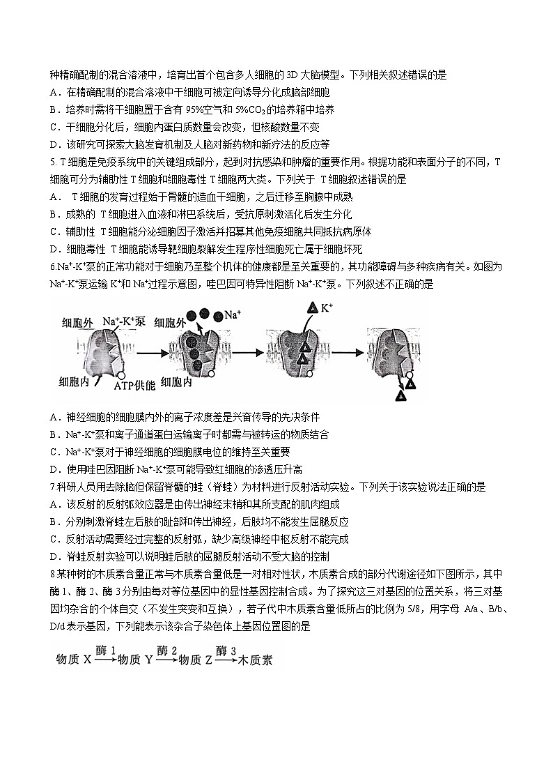 湖北省武汉市江岸区2024-2025学年高三上学期11月调考生物试卷（有答案）第2页