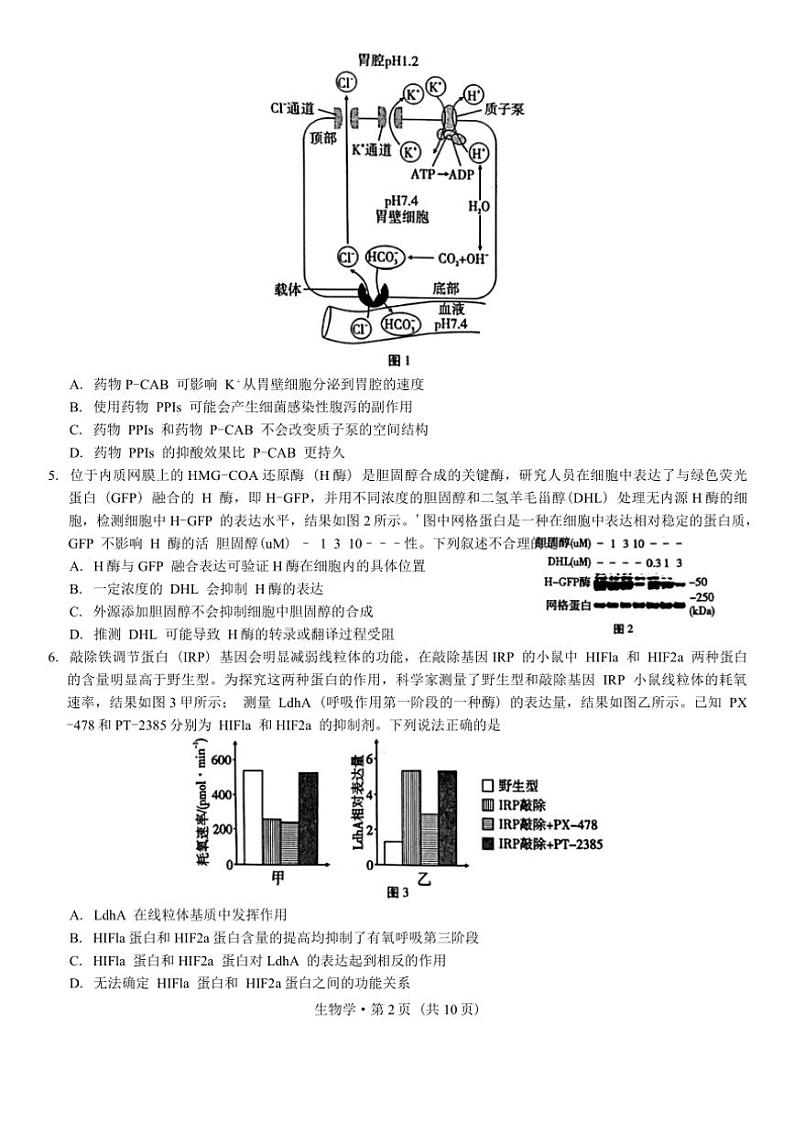 重庆市巴蜀中学2025届高三上学期11月适应性月考生物试卷(含答案)第2页