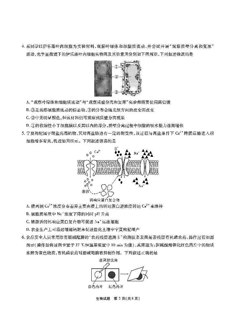 江淮十校-生物试题（A版）第2页
