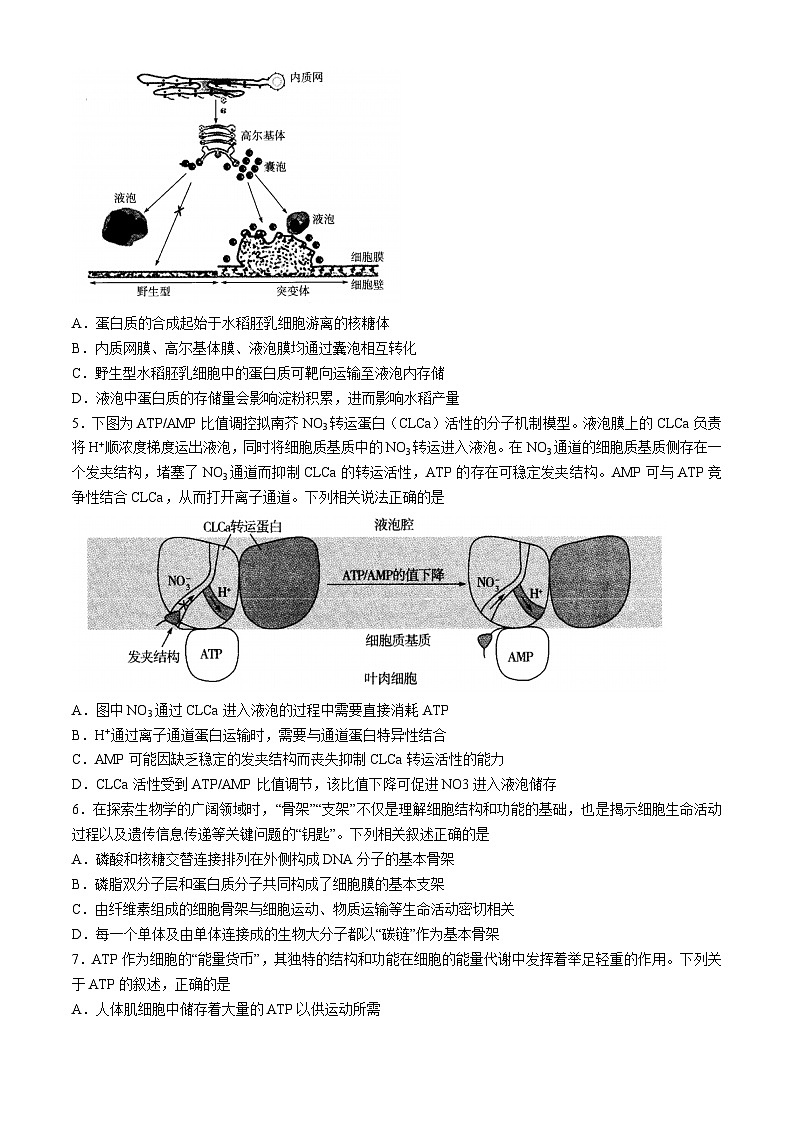山西省部分学校2024-2025学年高三上学期学情监测生物试题第2页