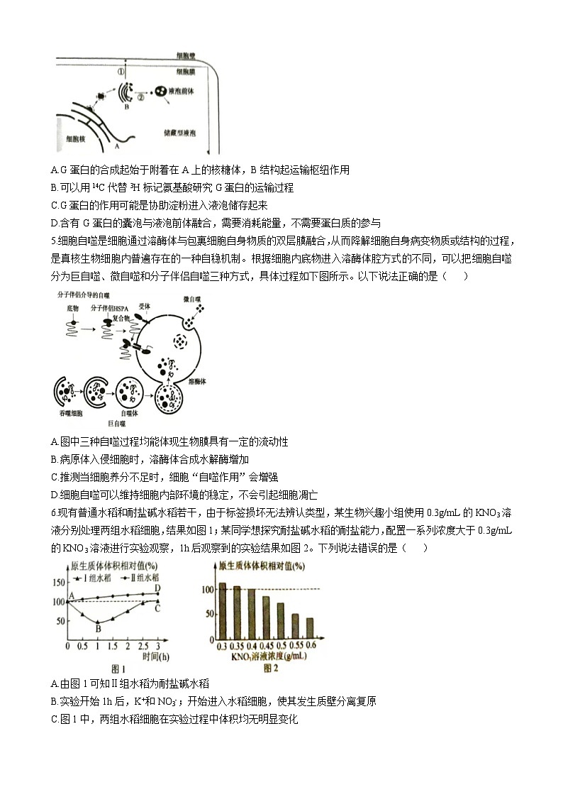 河南省三门峡市2024-2025学年高三上学期11月期中考试 生物 Word版含解析第2页
