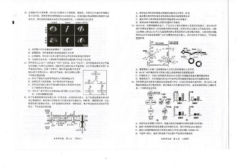 福建省名校联盟2024-2025学年高三上学期期中考试生物第2页