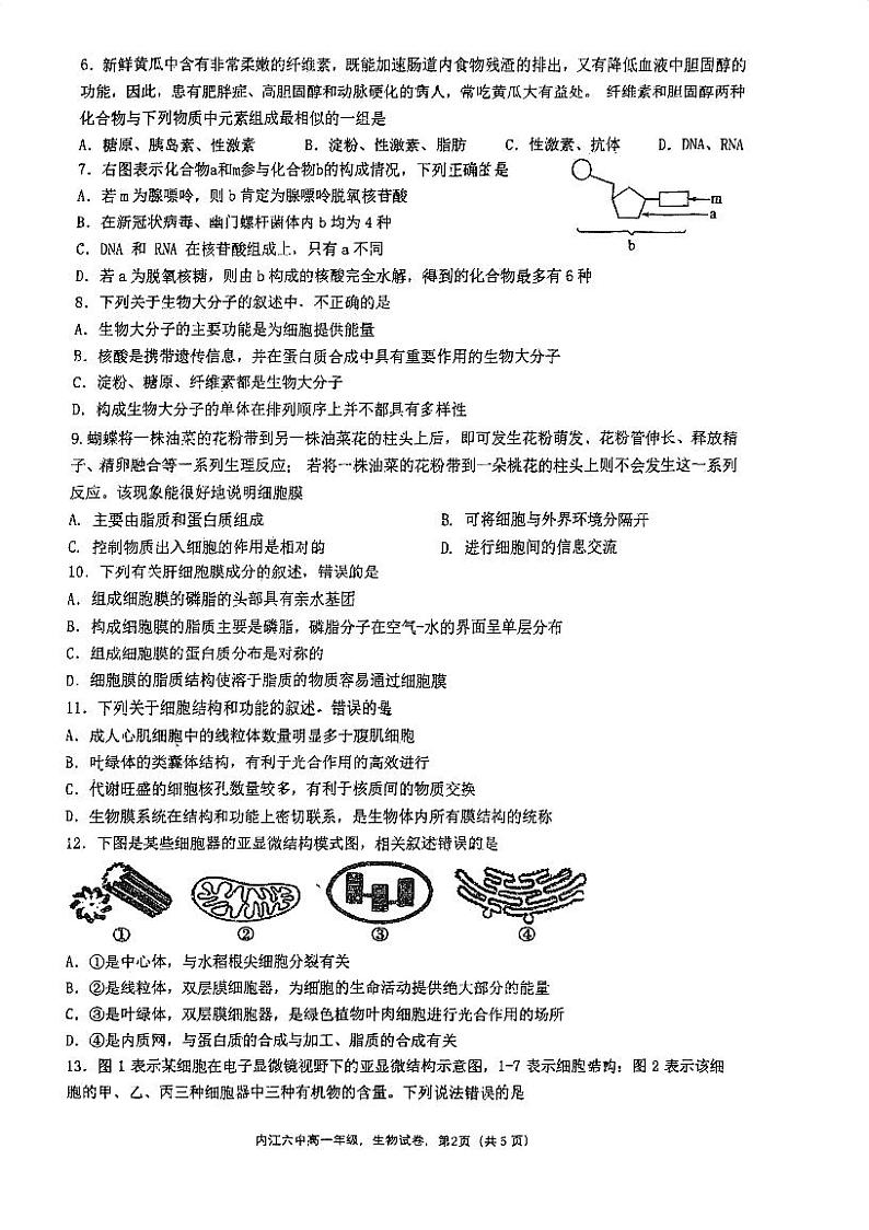 四川省内江市市中区内江市第六中学2024-2025学年高一上学期11月期中生物试题02