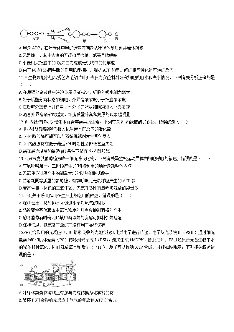 2025宜昌协作体高三上学期期中考试生物含解析03