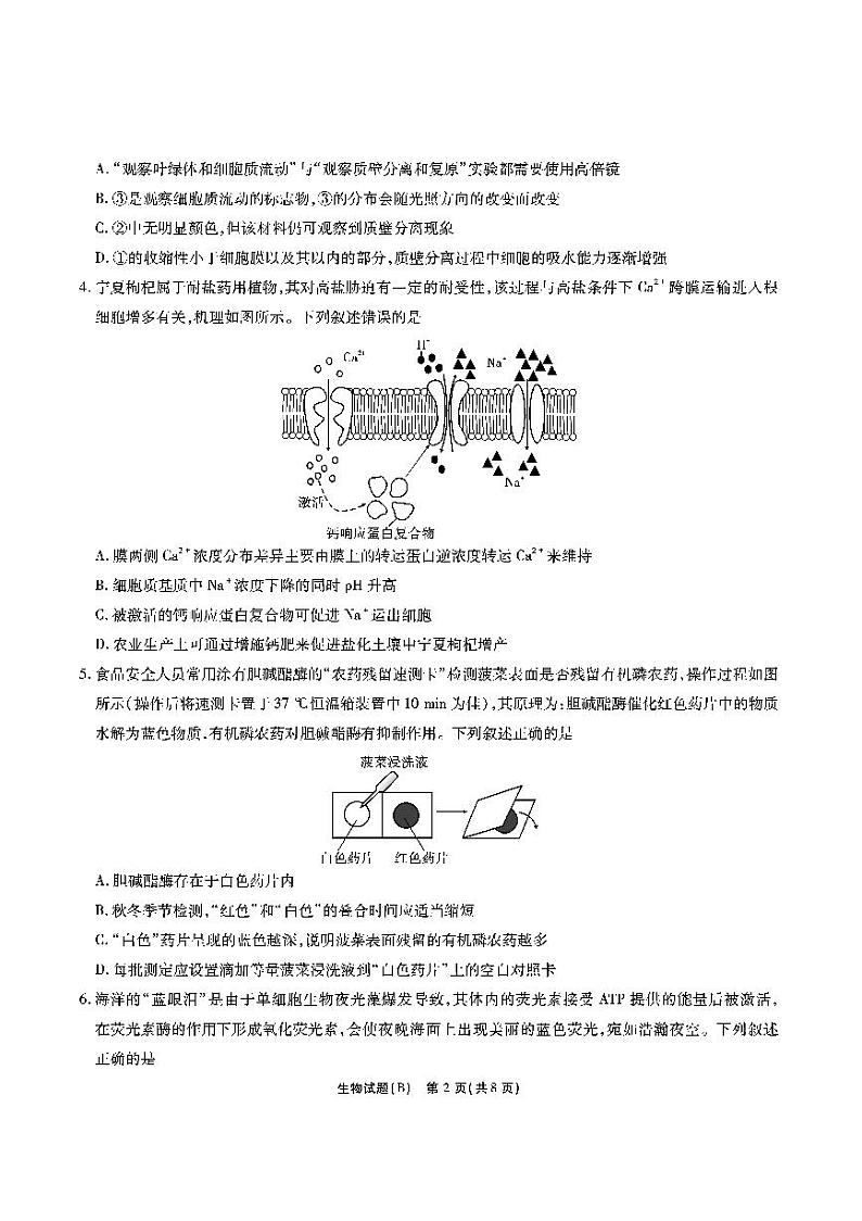 江淮十校-生物试题（B版）第2页