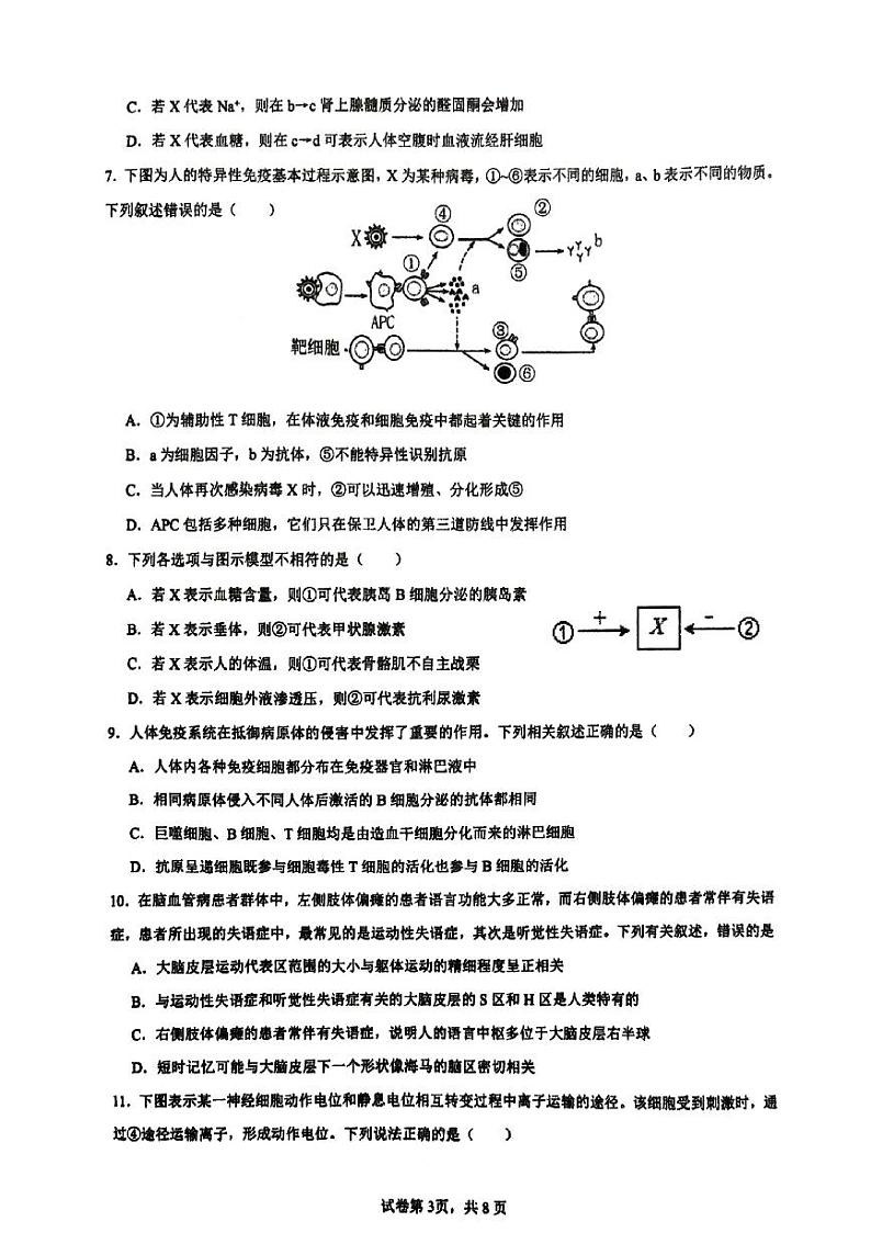 广东省湛江市霞山区湛江市第二十中学2024-2025学年高二上学期11月期中生物试题第3页