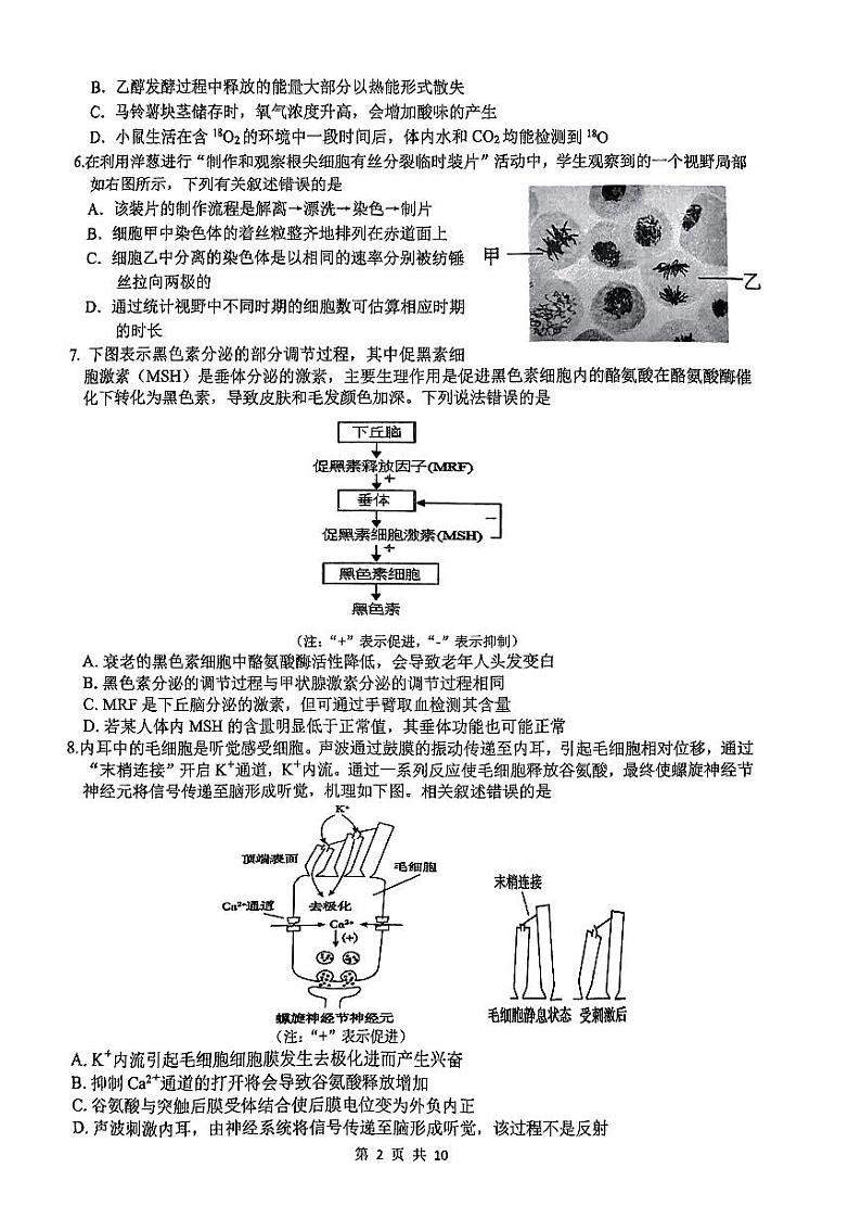 浙江省名校协作体2024-2025学年高三上学期9月开学生物试题02