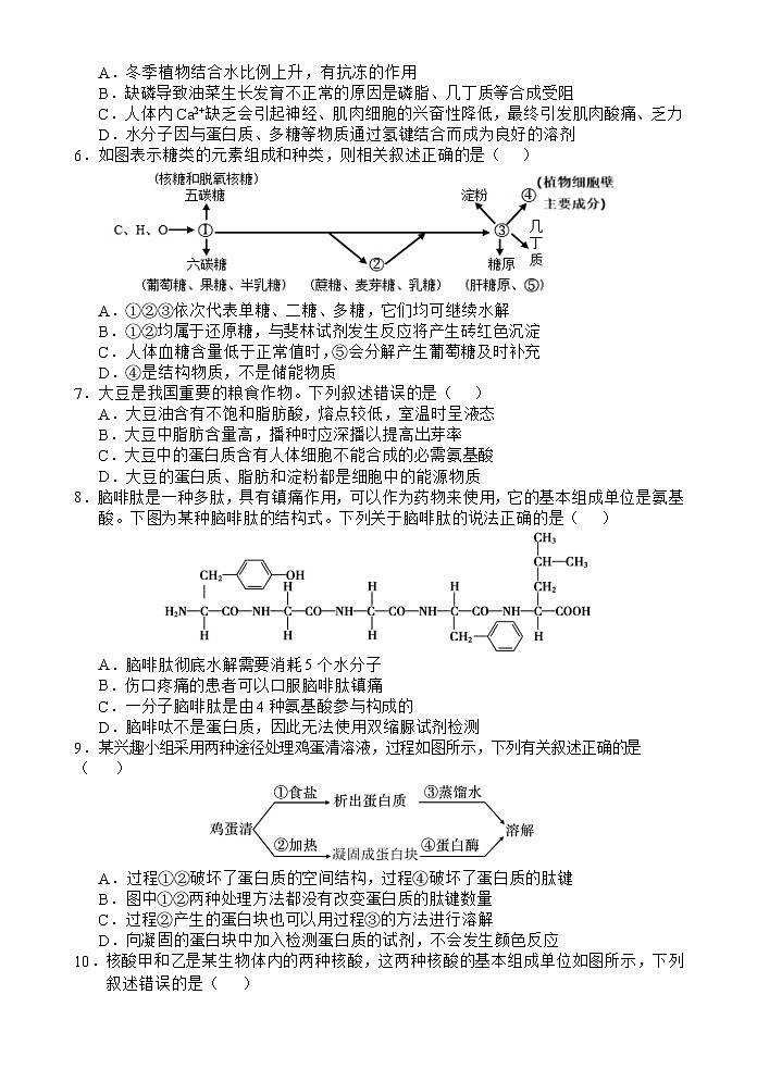 海南省文昌中学2024-2025学年高一上学期11月段考生物试题第2页