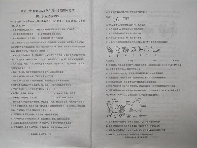 广东省揭阳市惠来县第一中学2024-2025学年高一上学期11月期中生物试题01