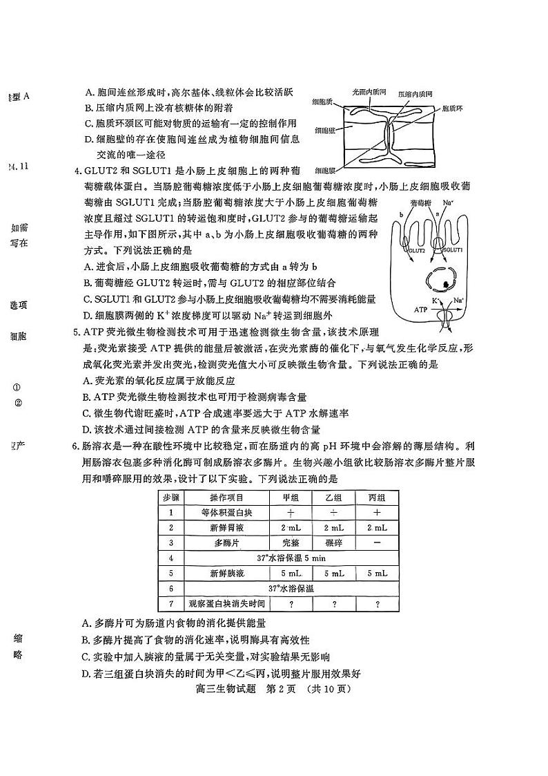 山东省名校考试联盟2024-2025学年高三上学期期中考试生物试卷（PDF版附答案）第2页