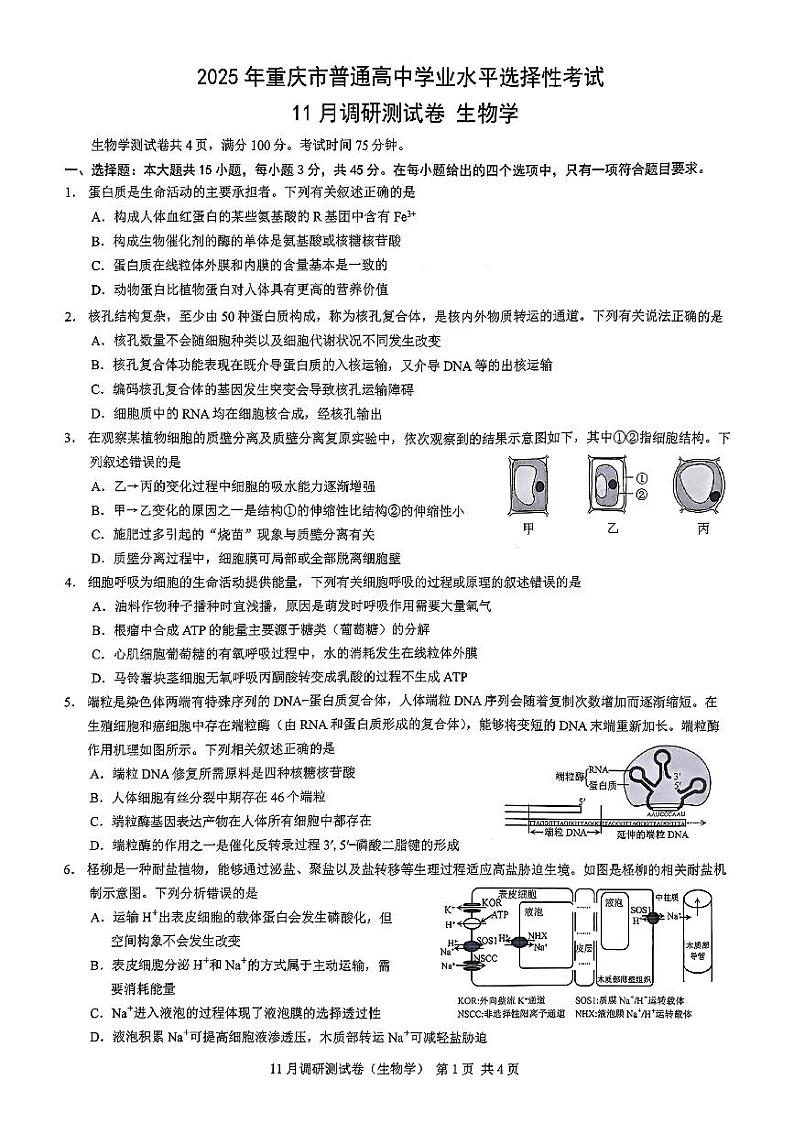 2025届重庆市康德卷高三上学期11月考-生物试卷+答案第1页