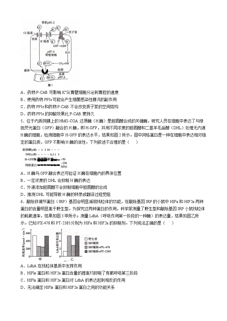 重庆市巴蜀中学2024-2025学年高三上学期11月月考生物试卷（Word版附答案）第2页