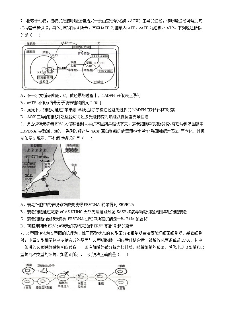 重庆市巴蜀中学2024-2025学年高三上学期11月月考生物试卷（Word版附答案）第3页