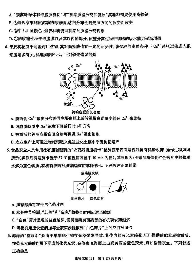 2025届安徽省江淮十校高三上学期11月考-生物试卷+答案第2页
