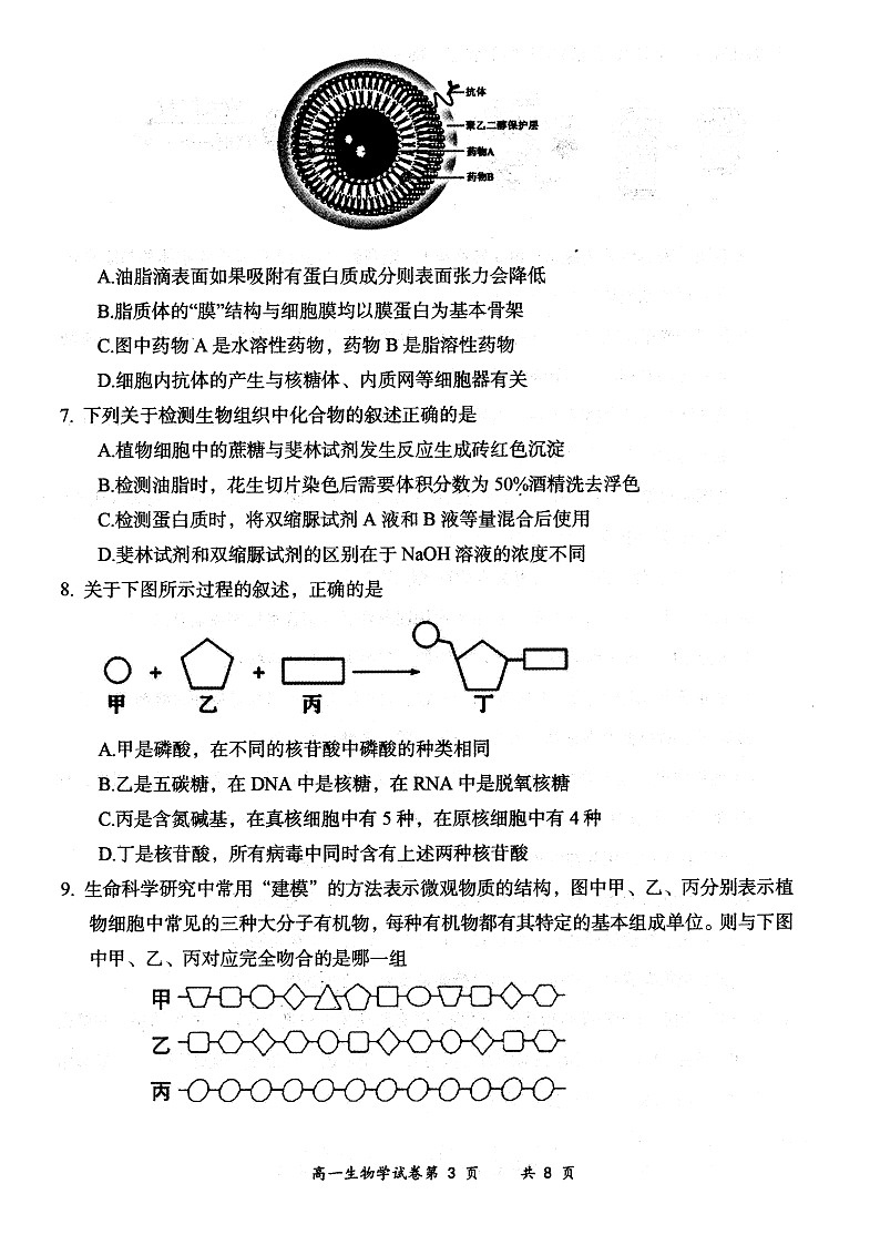 山西省大同市2024-2025学年度第一学期期中高一年级教学质量检测生物试题第3页