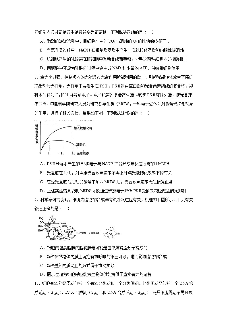 安徽省五校2024—2025学年高三上学期第一次联考生物试题第3页