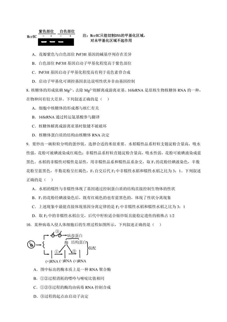 2025年高考生物一轮复习 遗传的分子基础 突破练第3页