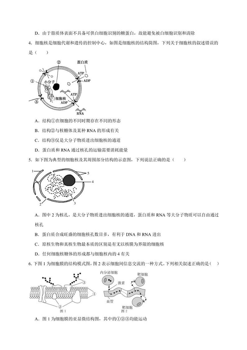 2025年高考生物一轮复习 细胞膜和细胞核 专项练第2页